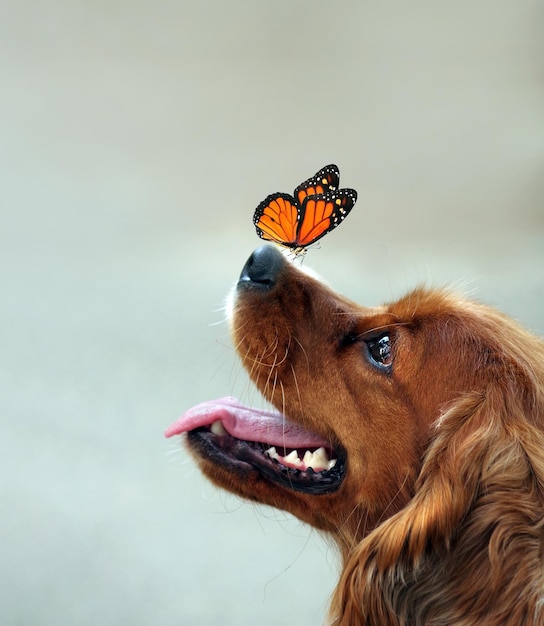 ein Hund mit einem Schmetterling auf dem Kopf