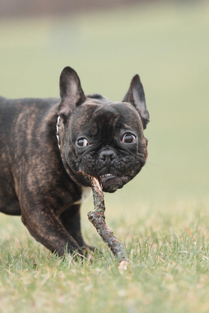 Ein Hund mit einem Stock im Maul