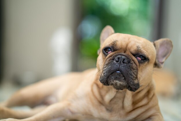 Ein Hund mit einem traurigen Gesichtsausdruck