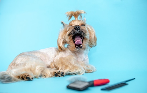 Ein Hund mit einer Frisur Den Hund kämmen Blauer Hintergrund Das Groomer-Konzept