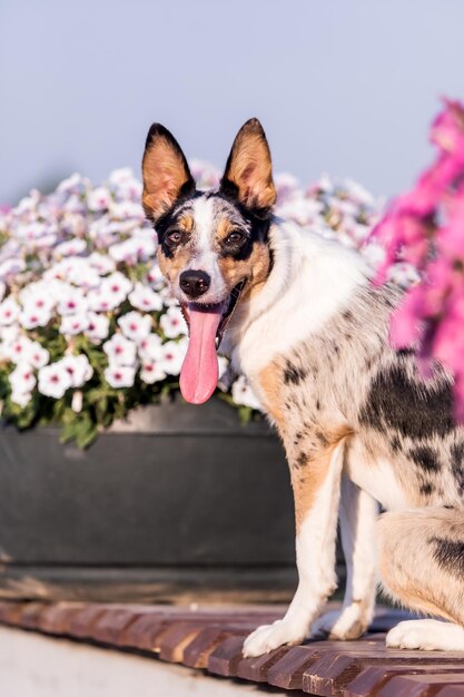 Ein Hund mit einer rosa Blume im Hintergrund