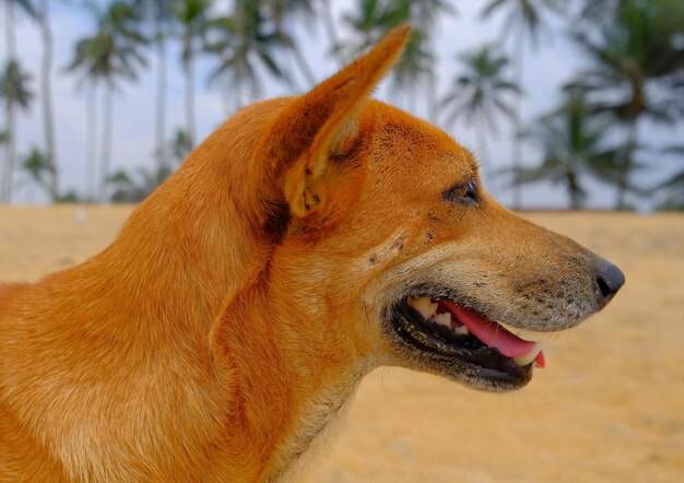 Ein Hund mit einer rosa Zunge