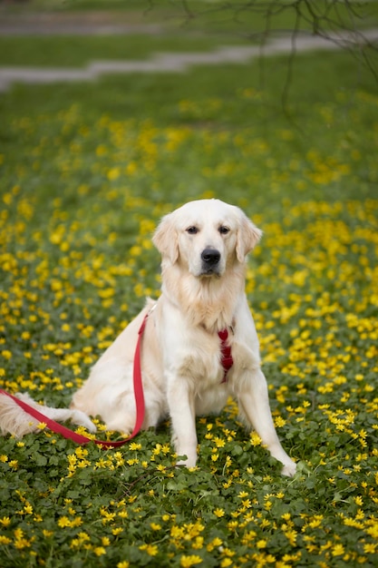 Ein Hund mit roter Leine sitzt in einem Feld mit gelben Blumen.