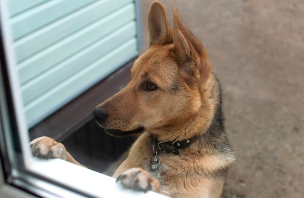 Ein Hund mit traurigem Gesichtsausdruck schaut neugierig aus dem Fenster des Hauses.