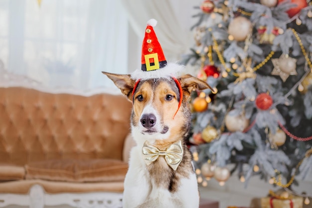 Ein Hund mit Weihnachtsmütze sitzt vor einem Weihnachtsbaum