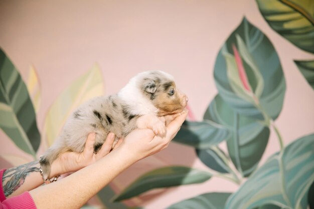 Ein Hund namens Blue Merle sitzt in den Händen einer Frau.