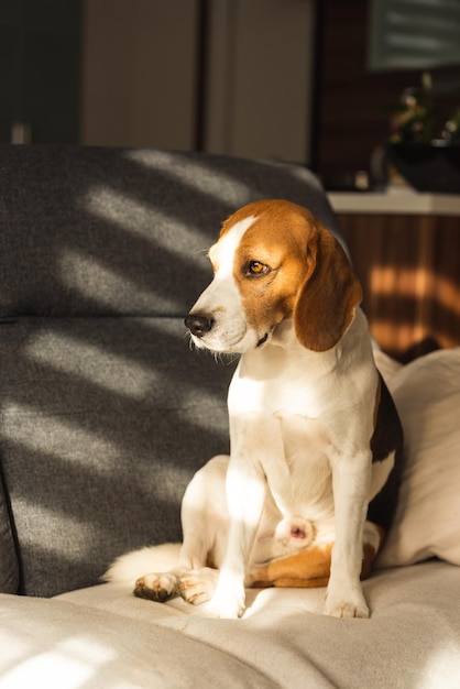 Ein Hund ruht auf einem Sofa, ein Beagle-Hund sitzt drinnen