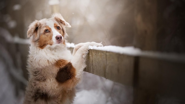 ein Hund schaut auf einen mit Schnee bedeckten Felsvorsprung