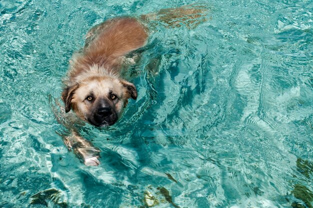 Ein Hund schwimmt im tropischen kristallklaren polynesischen Meerwasser