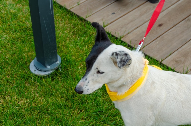 Ein Hund sitzt an der Leine