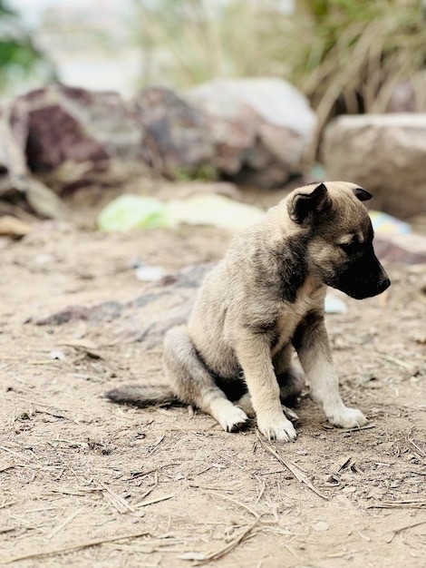 Ein Hund sitzt auf dem Boden mit dem Wort Liebe darauf.