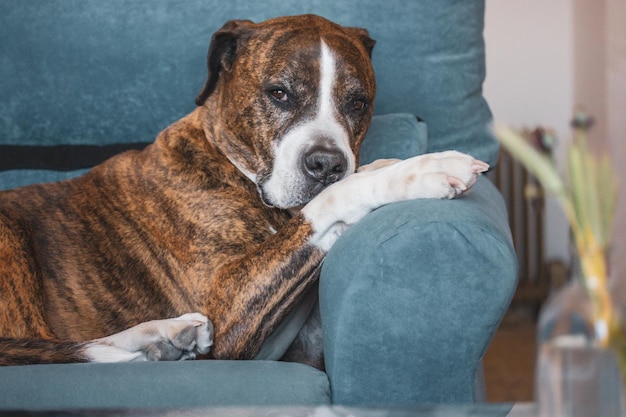 Ein Hund sitzt auf einem blauen Stuhl und hat die Pfoten an der Kopfkante.