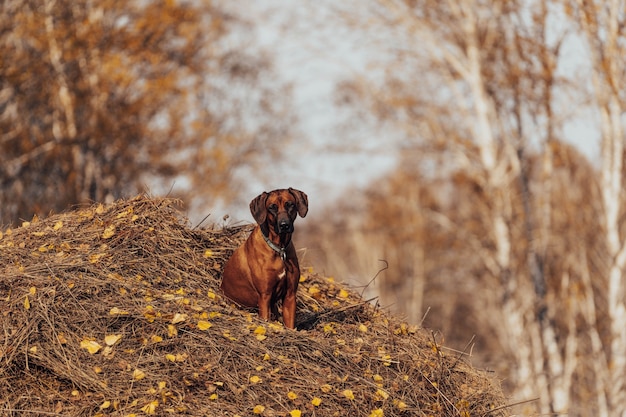 Ein Hund sitzt auf einem mit Herbstlaub bedeckten Heuhaufen