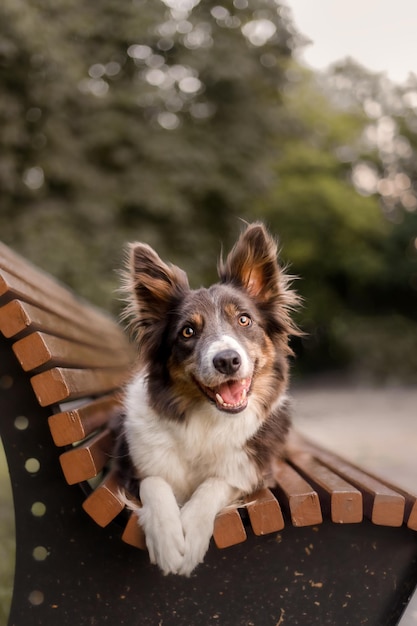 Ein Hund sitzt auf einer Parkbank