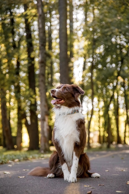 Ein Hund sitzt auf einer Straße im Wald