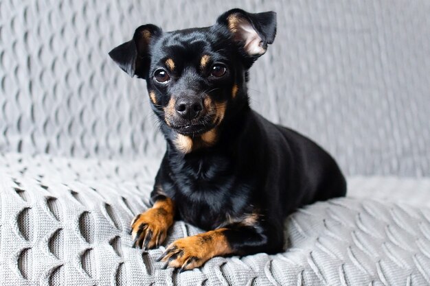 Ein Hund sitzt auf grauem Sofa. Chihuahua Hund auf einem grauen Sofa. Haustier zu Hause, das auf der Couch ruht. Eine Fotoserie mit einem Chihuahua-Hund in Schwarz, Braun und Weiß. Brutaler süßer Hund