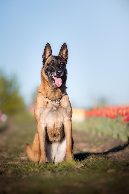 Ein Hund sitzt in einem Tulpenfeld.