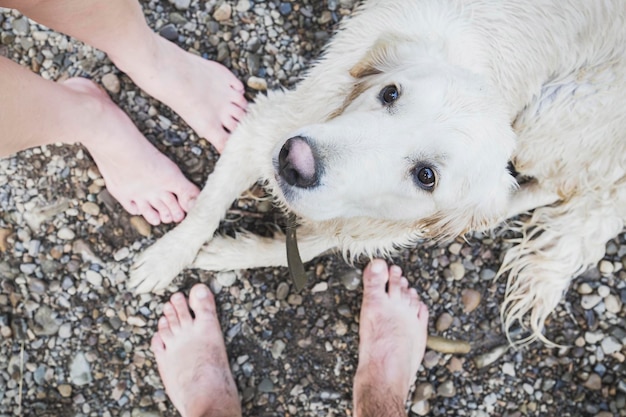 Ein Hund sitzt mit den Füßen von zwei Personen am Strand