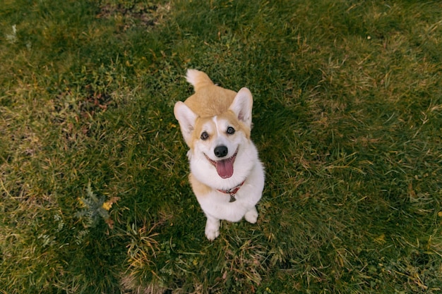 Ein Hund sitzt mit herausgestreckter Zunge im Gras