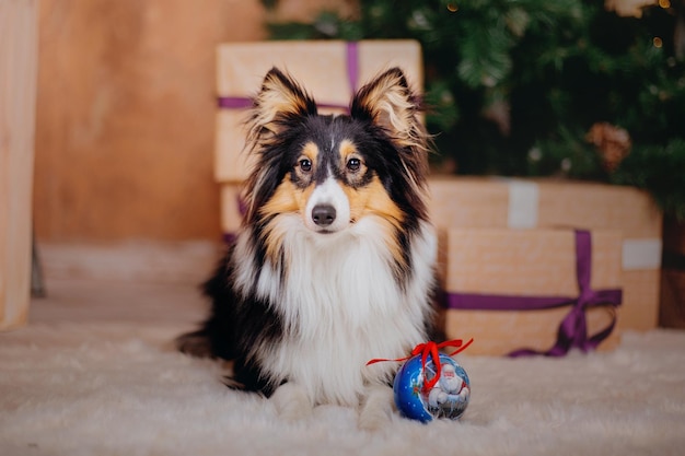 Ein Hund sitzt neben einem Weihnachtsbaum mit einer Weihnachtskugel davor