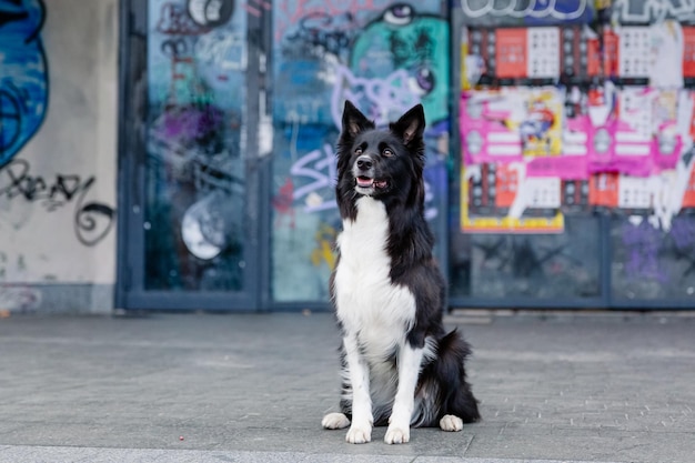 Ein Hund sitzt vor einem mit Graffiti bedeckten Gebäude
