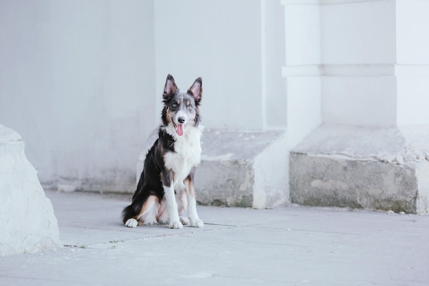 Ein Hund sitzt vor einer weißen Wand und hat das Wort Hund drauf.