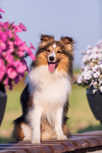 Ein Hund sitzt vor einigen Blumen