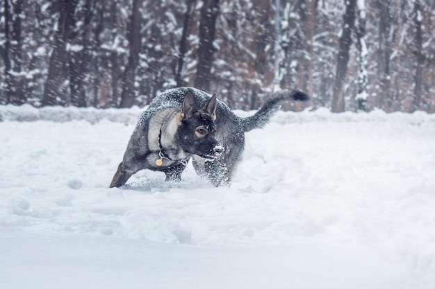 Ein Hund spielt im Schnee mit einem Mann im Hintergrund