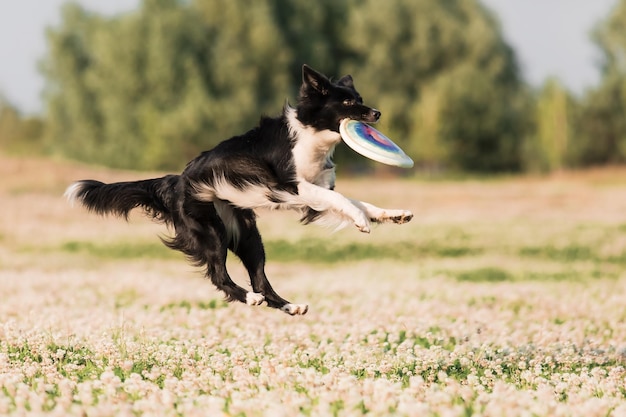 Ein Hund spielt mit einem Frisbee auf einem Feld.