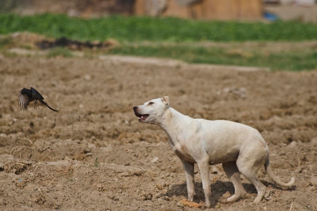 Ein Hund steht im Dreck