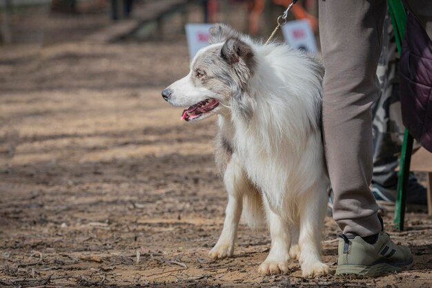 ein Hund steht neben einer Person und ein Schild, auf dem steht, dass man nicht rauchen darf