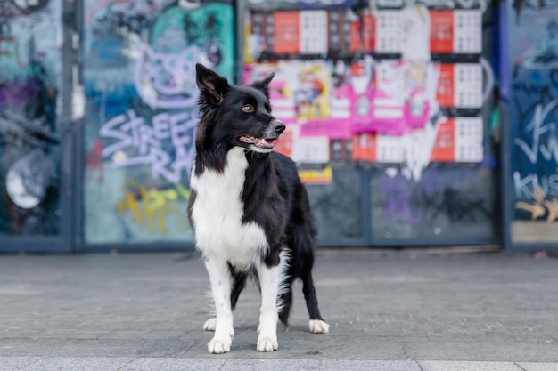 Ein Hund steht vor einer Graffitiwand.