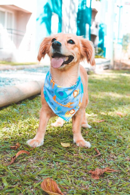 Ein Hund trägt ein blaues Halstuch mit der Aufschrift „Hund“.