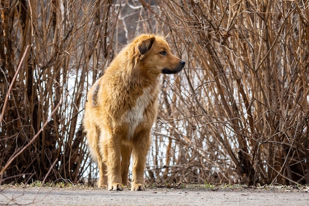 Ein Hund über die Natur