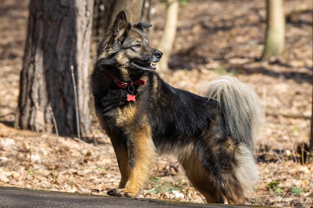 Foto ein hund über die natur