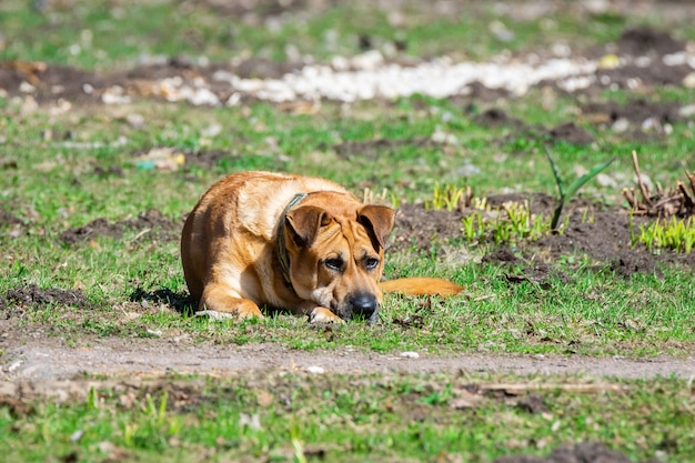 Ein Hund über die Natur