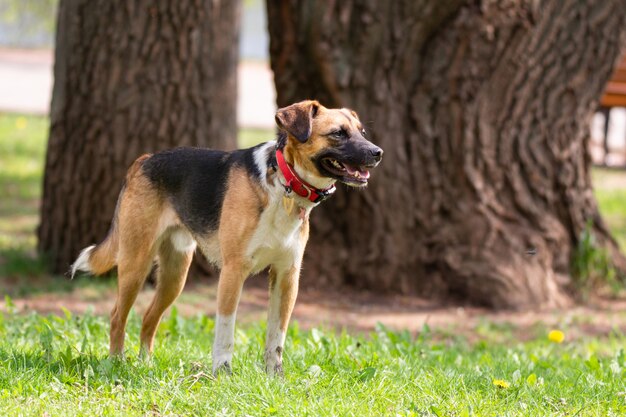 Ein Hund über die Natur