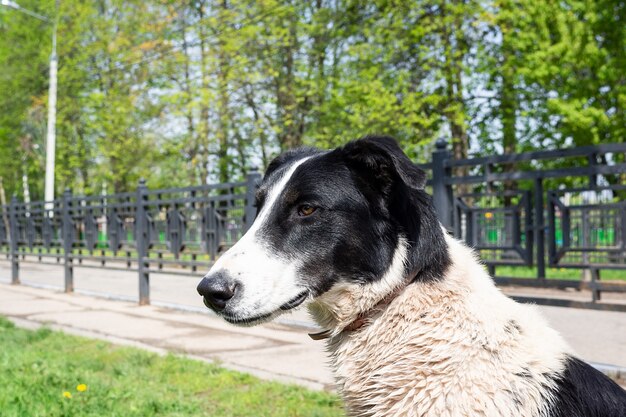 Ein Hund über die Natur