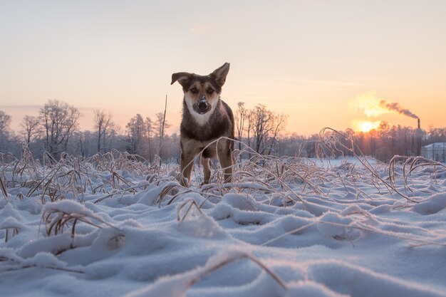 Ein hund unter gefrorenem gras im schneebedeckten park in tsarskoye selo im morgengrauen an einem klaren wintertag