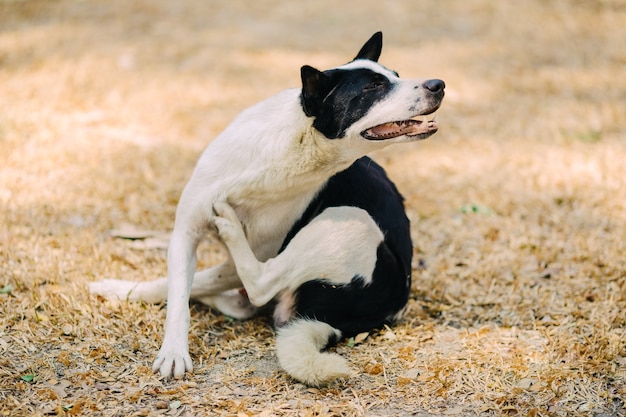 ein Hund versucht, seine Haut zu kratzen