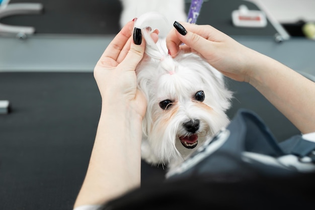 Ein Hundefriseur schneidet einem Hund in einer Tierklinik die Haare und lässt ihn wie einen Zopf auf dem Kopf aussehen