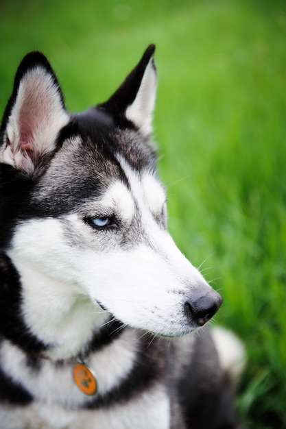 Ein Hundeschlittenhund, der in einen Park geht