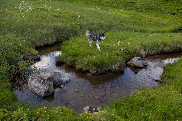 Ein Husky-Hund steht am Ufer eines Gebirgsbaches, der sich durch das Gras schlängelt