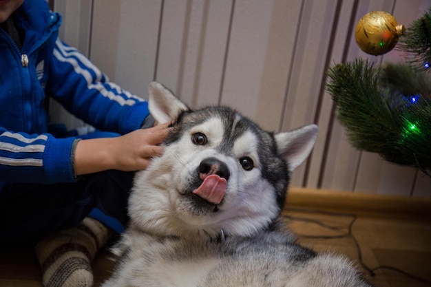 Ein Husky-Hundegefühle im Raum