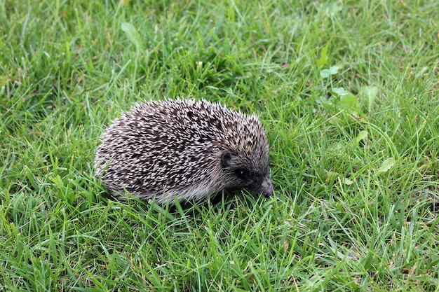 Foto ein igel auf einer wiese, nahaufnahme