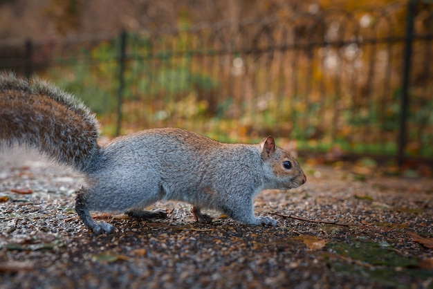 Ein im herbstlichen Eichhörnchen in einem Londoner Park profiliertes Bild, das im warmen Licht gebadet wird