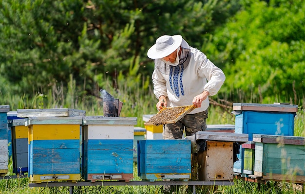 Ein Imker arbeitet mit Bienen und Bienenstöcken an dem Imkerei-Konzept.