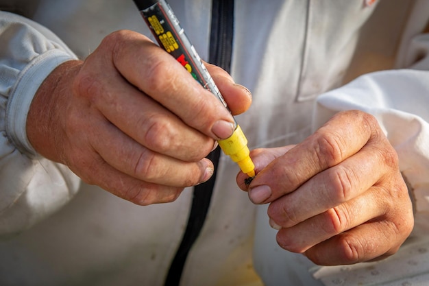 Ein Imker im Bienenhaus markiert die Königin mit einem gelben Marker