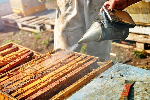Ein Imker kontrolliert Bienenstöcke und verteilt Bienen mit Rauch