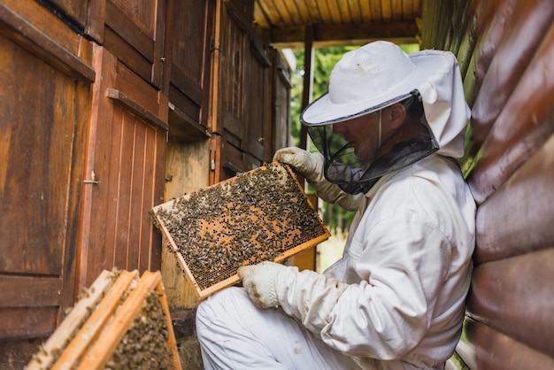 Ein Imker nimmt den Honigrahmen aus einem Holz Bienenstock heraus
